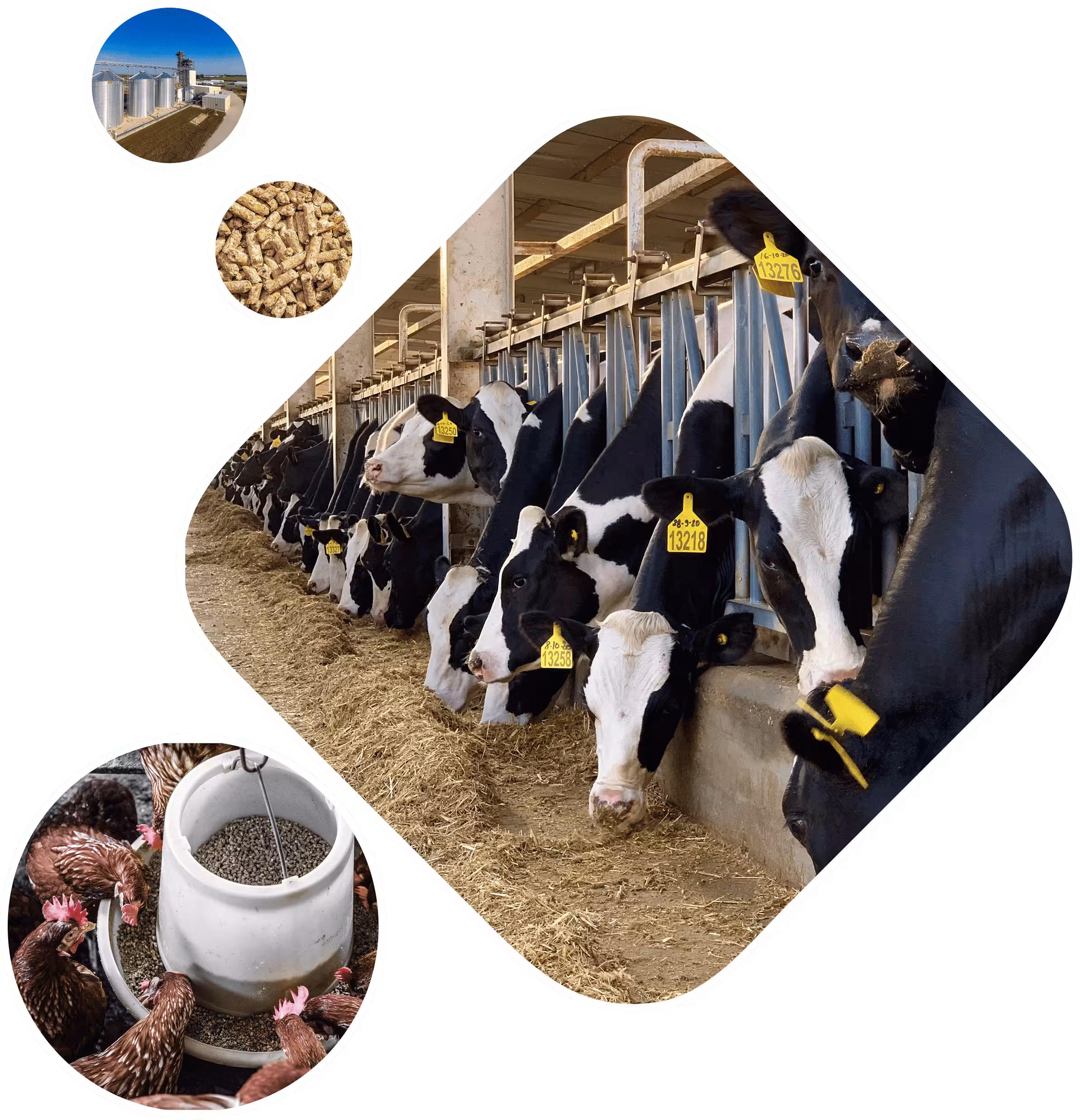 Feedina Nutrition Animale
